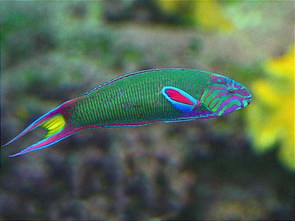 thalassoma lunare wrasse