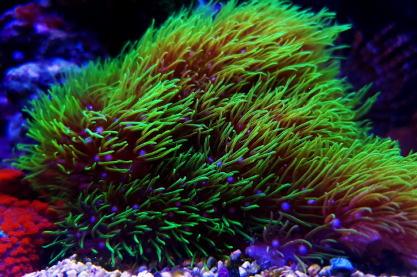 Green Star Polyps 'GSP'