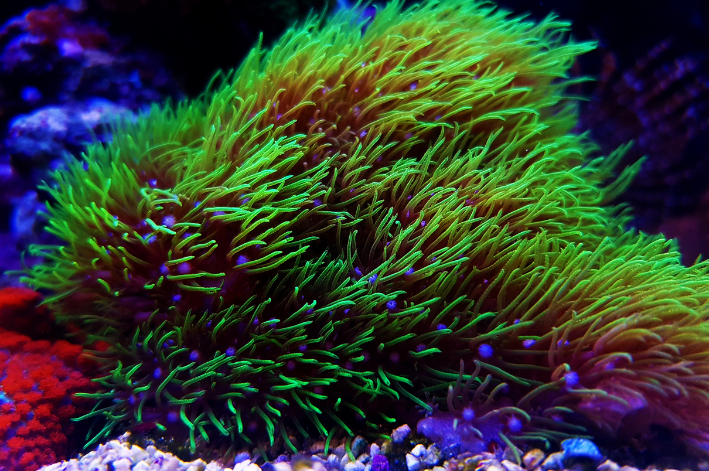 Green Star Polyps 'GSP'