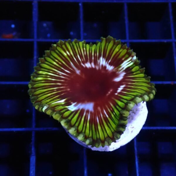Coral Palythoa Cinnamon