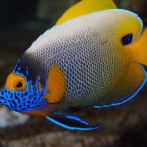 485766ed50ff101e1b6aa30a57f259de.jpg Blue Face Angelfish Adulto