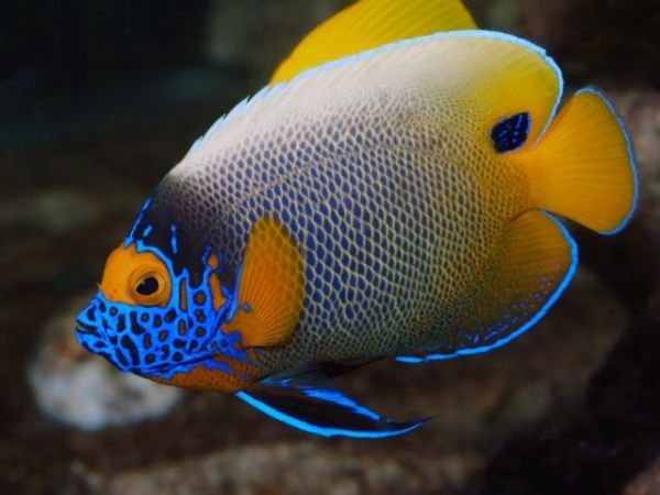 485766ed50ff101e1b6aa30a57f259de.jpg Blue Face Angelfish Adulto