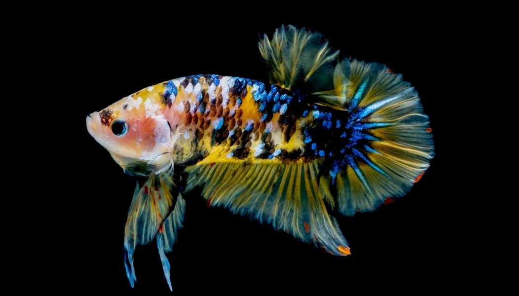 Betta macho Koy PK - Imagem 2