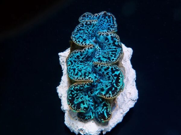Tridacna Máxima