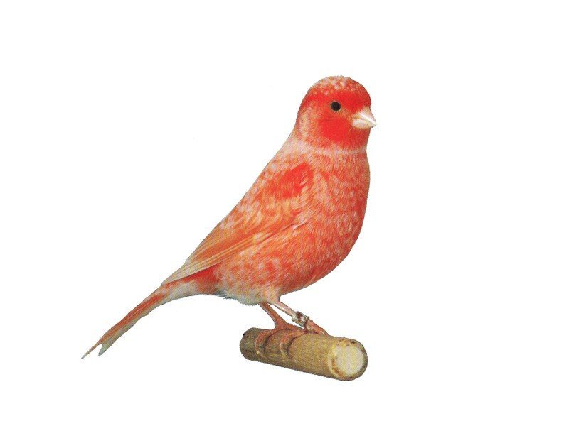 Canario Vermelho Nevado Macho