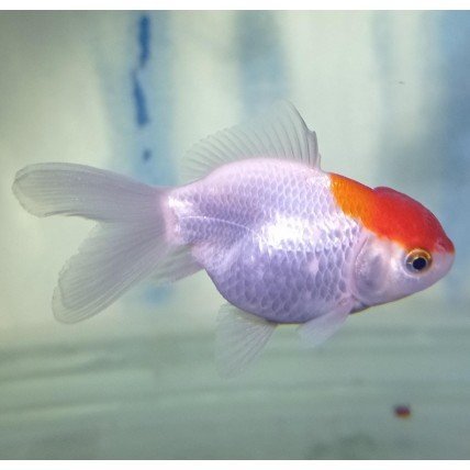 4f4f58828d023e9787974fcc6b1a99db.jpg Gold Fish WR Pequeno Japones
