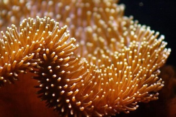 51cfd35a7f69cc111d3e73baf9b93a1e.jpg Coral Leather GOLD Toadstool