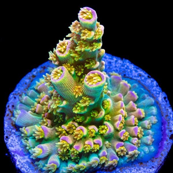 539e262771d7aad97a81450e41198e64.jpg ACROPORA TENUIS WALT DISNEY M Acropora spp