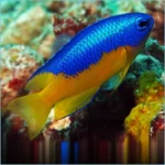 Yellow Belly Neon Damsel