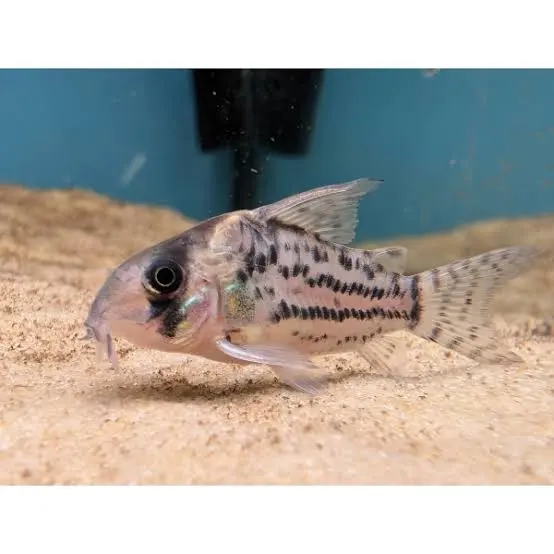 Corydora schwartiz