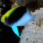 Rolland Damsel