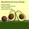 5b78c73295eb6867b45a568af181be68.webp ABACATE CAT NIP NAPI Lambe Lambe Interativo Para Gatos