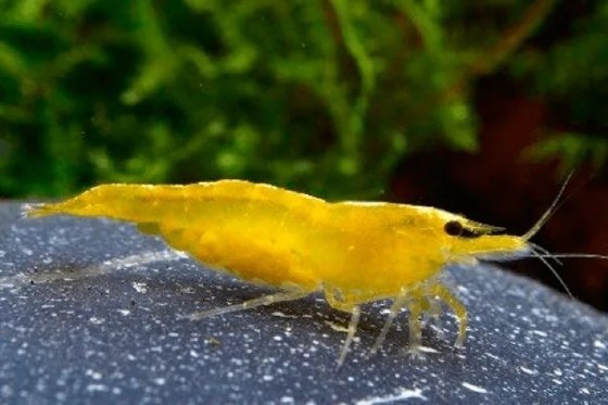 Camarão Yellow 1 a 2 cm | Neocaridina davidi