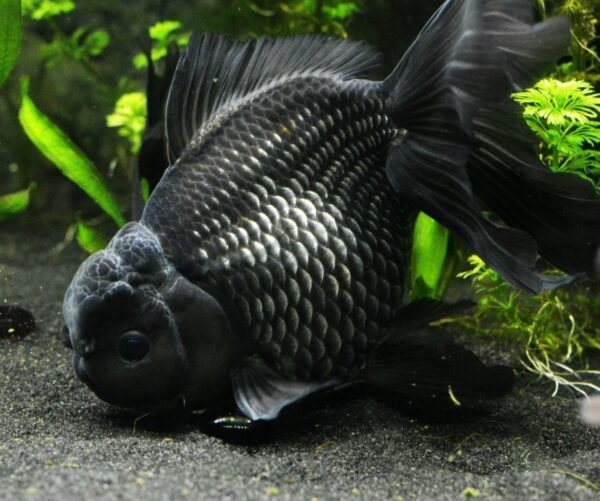 5e46d4b893dc5ab9ee2d5c52741adb07.jpg JAPONES ORANDA NEGRO