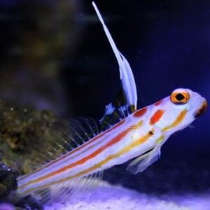 65214f97d7a03679d51fca48c1ceb982.jpg Yasha Goby