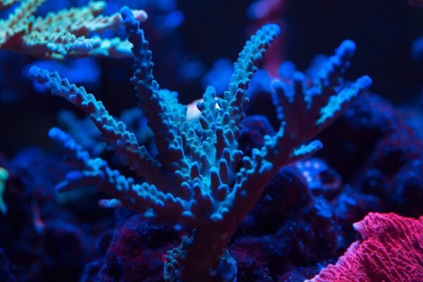 65d0e244bed0cabb10d49b53495809c4.jpg Tortuosa Turquoise (Acropora sp.)