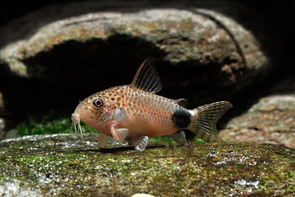 66ea1e64d491216d172ccf9bd00c6f4b.webp Corydora Coridora Cauda Manchada (Corydoras caudimaculatus)