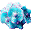 66f64b836f2bf4dfcb8c831e7334f35d.png ENFEITE DE SILICONE SOMA CORAL RICORDEA SPOTTED AZUL