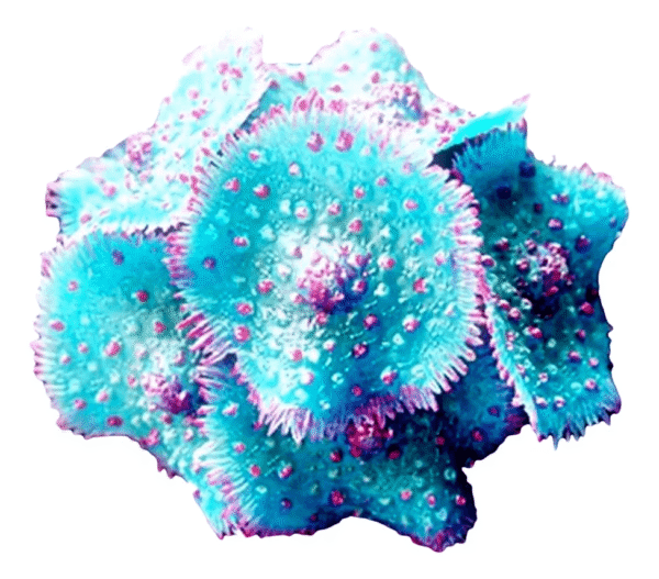 66f64b836f2bf4dfcb8c831e7334f35d.png ENFEITE DE SILICONE SOMA CORAL RICORDEA SPOTTED AZUL