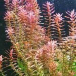 Potinho Planta Natural Rotala Indica