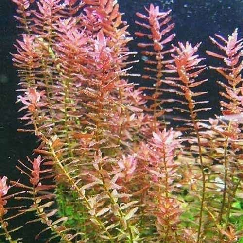 6af69ab43113c3c90d71e95346ff364f-2.jpeg Potinho Planta Natural Rotala Indica