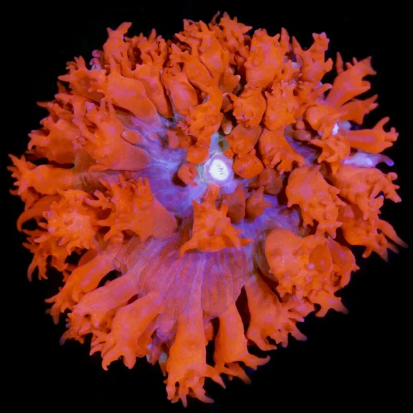 6f060a9031577f43c5aba9306b1748a6-1.webp MUSHROOM SANTOMAS Discosoma fowleri *