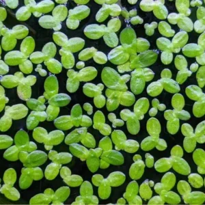 planta lentilha d'água