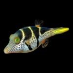 Saddle Valentini Puffer
