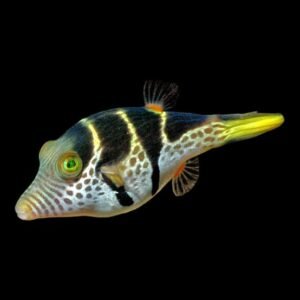 Saddle Valentini Puffer