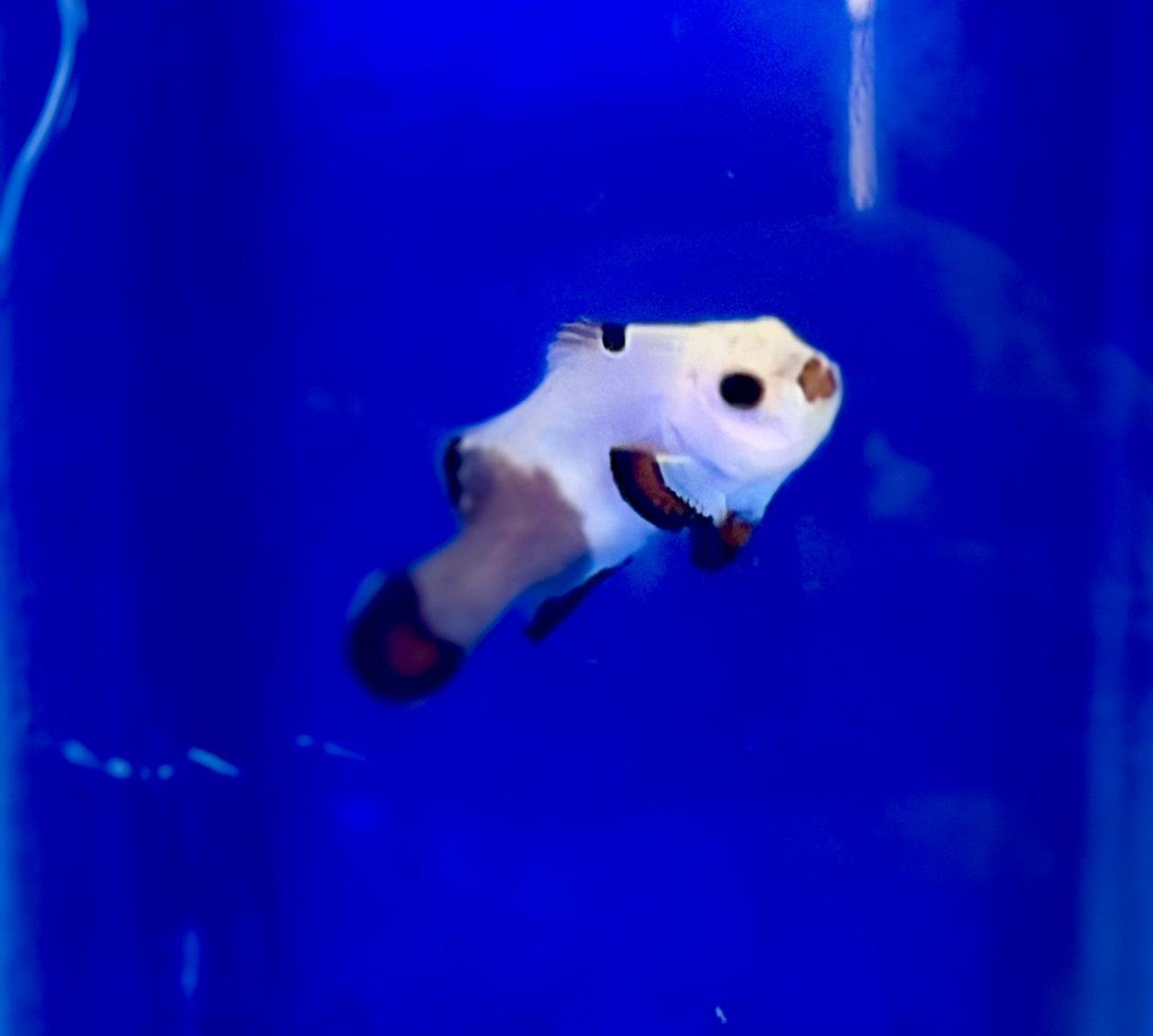 Peixe Palhaço Panda