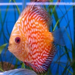 7788b29eb7462c4ee6627893137b1ea6.jpg ACARA DISCO PIGION Symphysodon discus