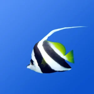 779a2a2a5ee0222b0441ff7b97e77aa7.webp Heniochus Black and White