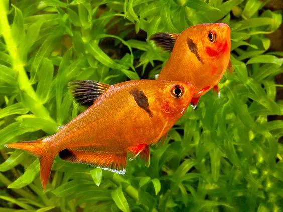 Tetra Mato Grosso (Hyphessobrycon eques)
