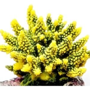 7843444b2bdf9b527fb677b58434f720.jpg ENFEITE DE SILICONE SOMA CORAL ACROPORA HIDNOPHORA VERDE E AMARELA