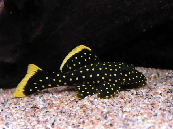 Cascudo Pepita de Ouro 4 a 5 cm