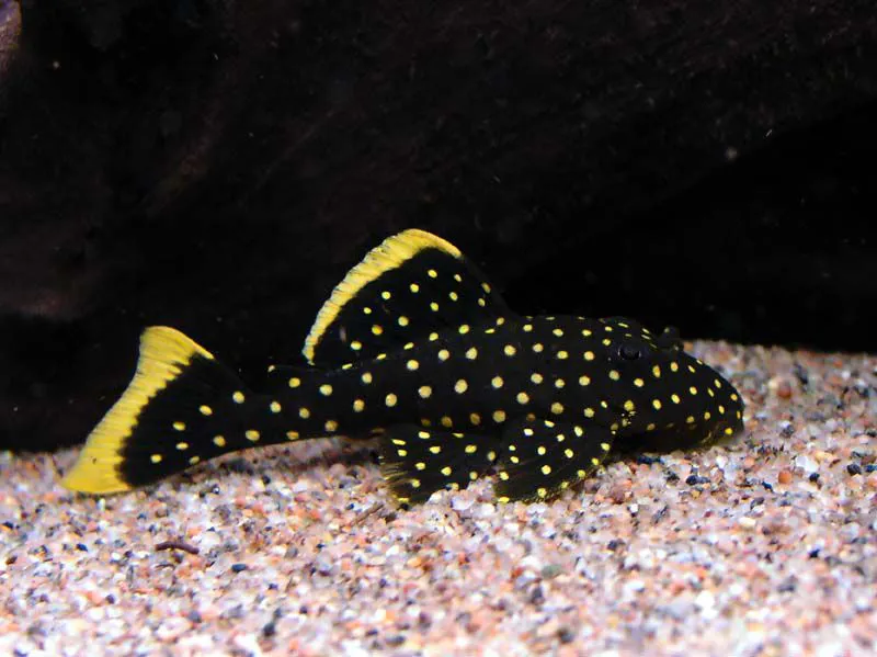 Cascudo Pepita de Ouro 4 a 5 cm