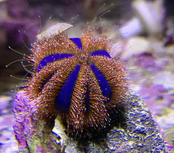 OURIÇO TUXEDO Tuxedo Urchin