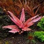 Planta Natural ryptocoryne wendtii '
