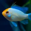8226180c810ff4bb61c4c71ef23afde1.webp Ramirezi Eletric Blue Koi (Mikrogeophagus ramirezi)