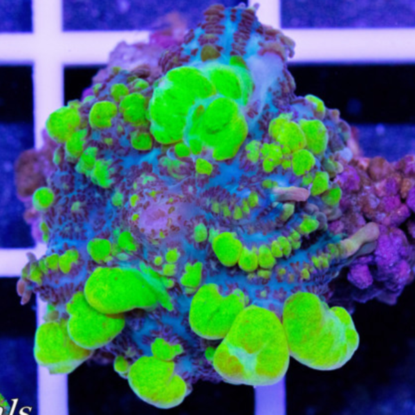 83f16059111fbe9106093feb23caa792.png MUSHROOM BOUNCE YELLOW BUBBLE Rhodactis inchoata*