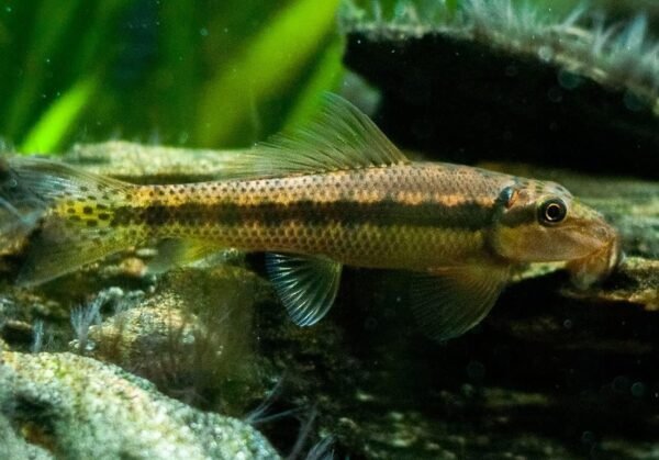 Comedor de Alga (Algae eater)