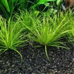 Planta Natural Blyxa