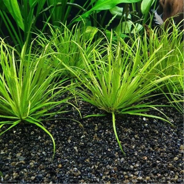 84d075444431c7d707b5e17a511567a5.jpeg Planta Natural Blyxa