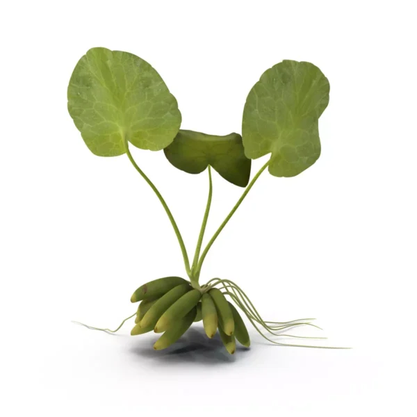 8641fccfda66361c7be7ada97f0b33ca.webp Planta Natural Bananinha Nymphoides Aquatica