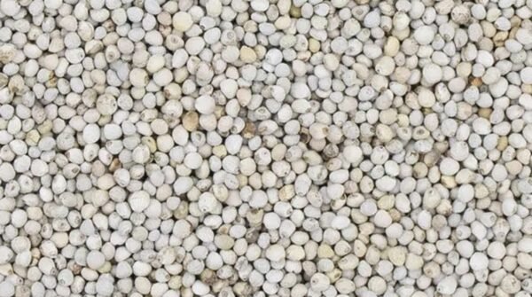 Semente Perila Branca - 500 G - Canto Fertilidade