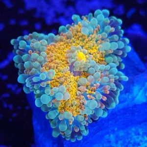 903765a5c8778ce19ebca9838c6b461c.webp RICORDEA YUMA ULTRA YELLOW FLUOR MOUTH