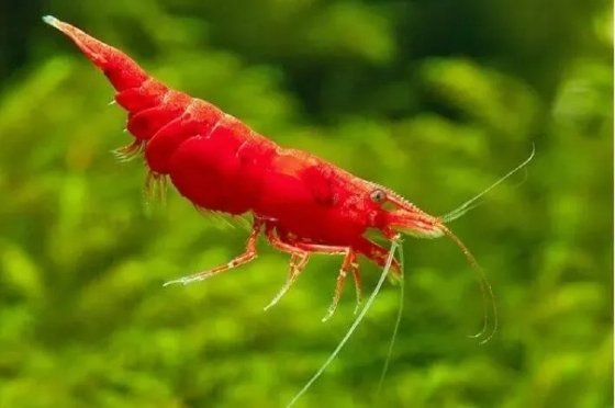 Camarão Red Sakura | 1 a 2 cm | Neocaridina davidi