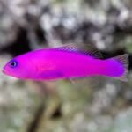 PURPLE DOTTYBACK
