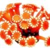 ENFEITE DE SILICONE SOMA CORAL ALVEOPORA VERMELHA 02
