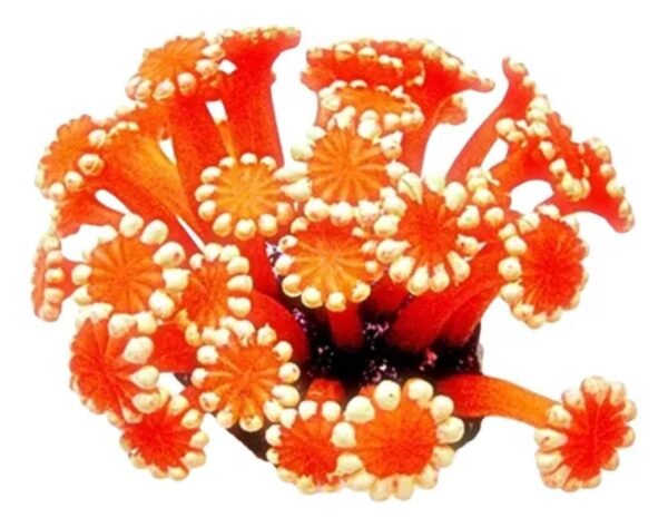 ENFEITE DE SILICONE SOMA CORAL ALVEOPORA VERMELHA 02